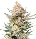 1761829089806.png 1761829089806.png