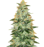 1762670264101.png 1762670264101.png