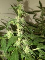 IMG_20251116_215719_141.jpg IMG_20251116_215719_141.jpg