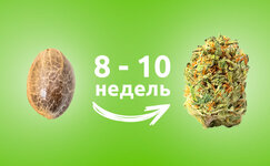 skolko-vremeni-trebuetsya-avtocvetushchej-konople-dlya-polnogo-sozrevaniya__tcGohTellgej04rY.jpg skolko-vremeni-trebuetsya-avtocvetushchej-konople-dlya-polnogo-sozrevaniya__tcGohTellgej04rY.jpg