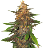 1763456404518.png 1763456404518.png