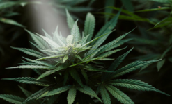 1764154726502.png 1764154726502.png