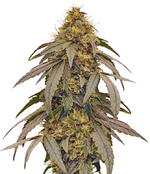 1764428492866.png 1764428492866.png