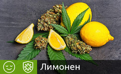 limonen__UvdfCNx4p7Z1bUIi.jpg limonen__UvdfCNx4p7Z1bUIi.jpg