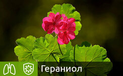 geraniol__cCaEuoOm4vYiYiES.jpg geraniol__cCaEuoOm4vYiYiES.jpg