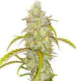 1764677526303.png 1764677526303.png