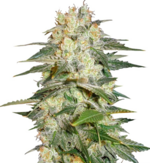 1764830428899.png 1764830428899.png