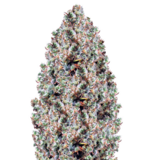 1764830444108.png 1764830444108.png