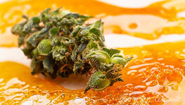 vsyo-o-konoplyanoy-smole__PnZIk2TYKALoTYcE.jpg vsyo-o-konoplyanoy-smole__PnZIk2TYKALoTYcE.jpg