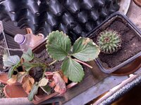 IMG_1831.jpeg IMG_1831.jpeg