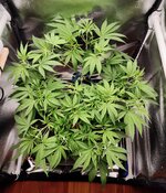 Day 33 (4.12).jpg Day 33 (4.12).jpg