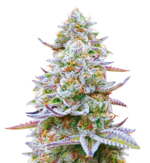 1764867400142.png 1764867400142.png