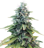 1764867416821.png 1764867416821.png