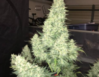 1765044832127.png 1765044832127.png