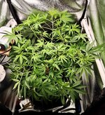 Day 37 (8.12).jpg Day 37 (8.12).jpg