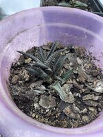 IMG_1929.jpeg IMG_1929.jpeg