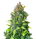 1765715302460.png 1765715302460.png