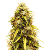 1765715318148.png 1765715318148.png