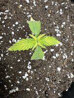 IMG_4639.jpeg IMG_4639.jpeg