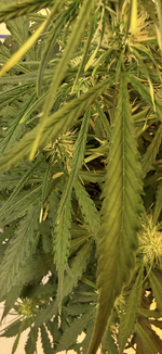 IMG_3389.png IMG_3389.png