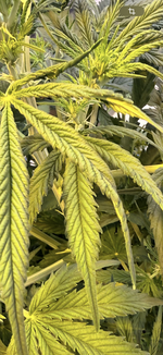 IMG_3388.png IMG_3388.png