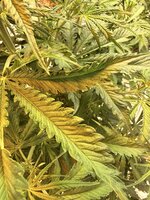 IMG_3382.jpeg IMG_3382.jpeg