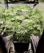 Day 45 (16.12).jpg.jpg