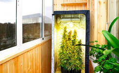 Vyrashchivanie-konopli-na-balkone__92s73jWtWHTYAWxO.jpg Vyrashchivanie-konopli-na-balkone__92s73jWtWHTYAWxO.jpg