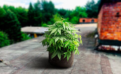 Konoplyanyj-sad-na-kryshe-ili-terrase__MPkbANr4Wm2Oo8KT.jpg Konoplyanyj-sad-na-kryshe-ili-terrase__MPkbANr4Wm2Oo8KT.jpg