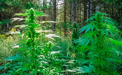 Vyrashchivanie-marihuany-v-lesu__gZPs4FxRLdDGex73.jpg Vyrashchivanie-marihuany-v-lesu__gZPs4FxRLdDGex73.jpg