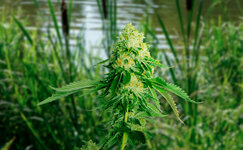 Kultivaciya-konopli-na-beregu-reki__mcUdpbsBaWEF7ot2.jpg Kultivaciya-konopli-na-beregu-reki__mcUdpbsBaWEF7ot2.jpg