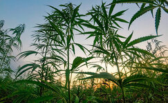 Vyrashchivanie-kannabisa-v-otkrytom-pole__II5PKPOLmLY9dG4l.jpg Vyrashchivanie-kannabisa-v-otkrytom-pole__II5PKPOLmLY9dG4l.jpg