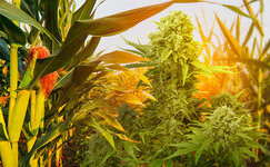 Groving-konopli-v-kukuruznom-pole__NU4iwOp9m9qLKR54.jpg Groving-konopli-v-kukuruznom-pole__NU4iwOp9m9qLKR54.jpg