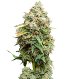 1765898162983.png 1765898162983.png