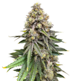 1766214102010.png 1766214102010.png