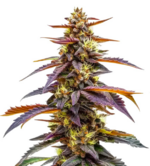 1766214999430.png 1766214999430.png