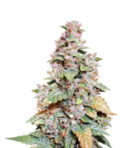 1766229358728.png 1766229358728.png