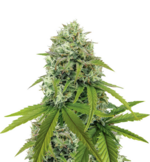 1766229370615.png 1766229370615.png