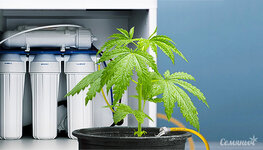 voda-iz-obratnogo-osmosa-dlya-vyrashchivaniya-konopli__g28q9Qn7fJD9n0oA.jpg voda-iz-obratnogo-osmosa-dlya-vyrashchivaniya-konopli__g28q9Qn7fJD9n0oA.jpg