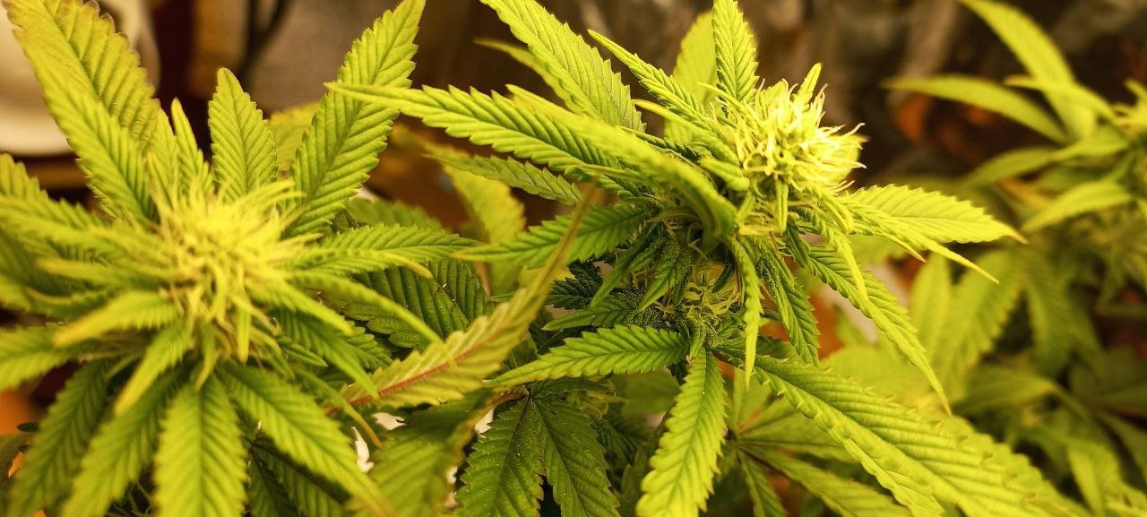 photo_2022-05-26_15-41-11.jpg photo_2022-05-26_15-41-11.jpg