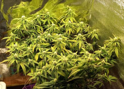 IMG_20220528_201123_105.jpg IMG_20220528_201123_105.jpg