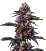 1766851146329.png 1766851146329.png