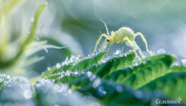 rukovodstvo-po-borbe-s-mikroskopicheskimi-kleshchami__SLA6EE1gv8Ro5TDV.jpg rukovodstvo-po-borbe-s-mikroskopicheskimi-kleshchami__SLA6EE1gv8Ro5TDV.jpg