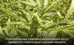 Chto-iz-sebya-predstavlyayut-mikrokleshi__iYwiqzjHDKcT9Mns.jpg Chto-iz-sebya-predstavlyayut-mikrokleshi__iYwiqzjHDKcT9Mns.jpg