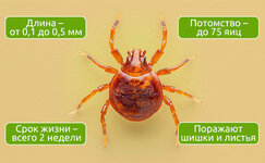 Morfologiya-mikrokleshej__tYnT3ZhKLMrwdIGK.jpg Morfologiya-mikrokleshej__tYnT3ZhKLMrwdIGK.jpg