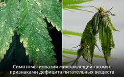 Simptomy-zarazheniya-konopli-mikrokleshami__kY7vJlLKsNGNHYkL.jpg Simptomy-zarazheniya-konopli-mikrokleshami__kY7vJlLKsNGNHYkL.jpg