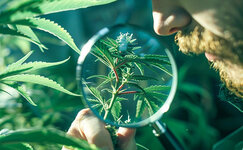 Kak-obnaruzhit-mikroskopicheskih-kleshej-v-konople__KHiubou7fhN958qb.jpg Kak-obnaruzhit-mikroskopicheskih-kleshej-v-konople__KHiubou7fhN958qb.jpg