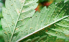 Kak-izbavitsya-ot-mikrokleshej-–-vreditelej-konopli__hsP89xXwNAZasGDX.jpg Kak-izbavitsya-ot-mikrokleshej-–-vreditelej-konopli__hsP89xXwNAZasGDX.jpg