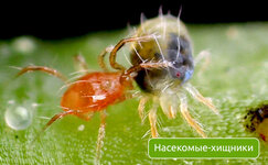 nasekomye-hishniki__MdmfU7b9CwO0I4C6.jpg nasekomye-hishniki__MdmfU7b9CwO0I4C6.jpg