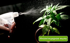insekticidnoe-mylo__C0vyKh7vTodmCCr4.jpg insekticidnoe-mylo__C0vyKh7vTodmCCr4.jpg